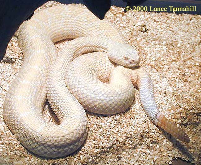 serp albino atrox 01a.jpg [109 Kb]